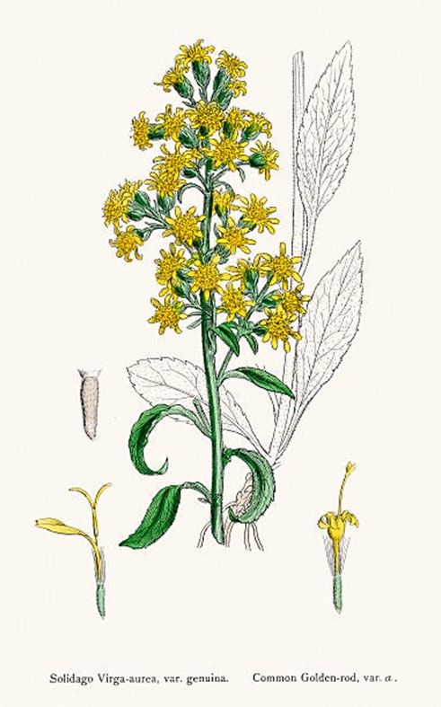 Goldenrod Botanical Art Print