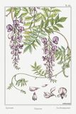 Wisteria Botanical Art Print