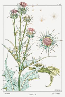 Thistle Botanical Art Print