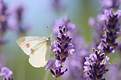 Lavender