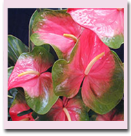 Obake Anthuriums - Big Island Watermelons