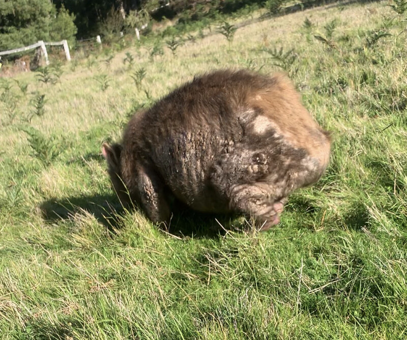 DONATE For Us To Help Wombats With Mange