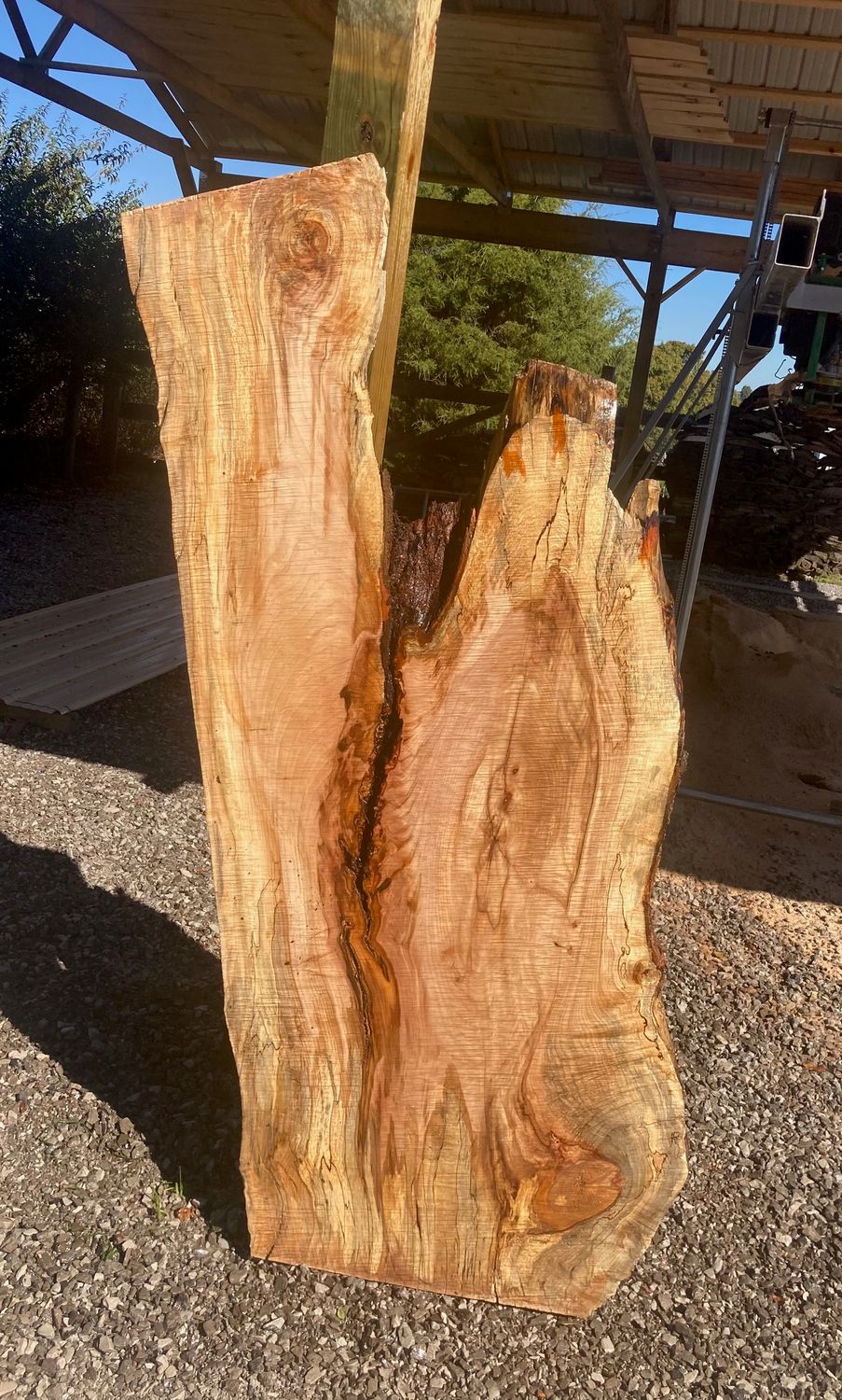 LIVE EDGE MAPLE SLAB