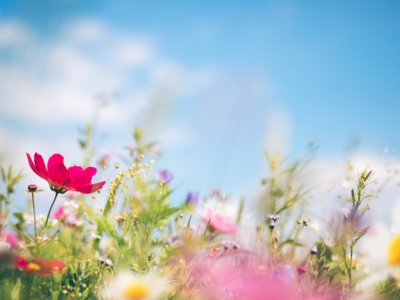 Spring &amp; Summer