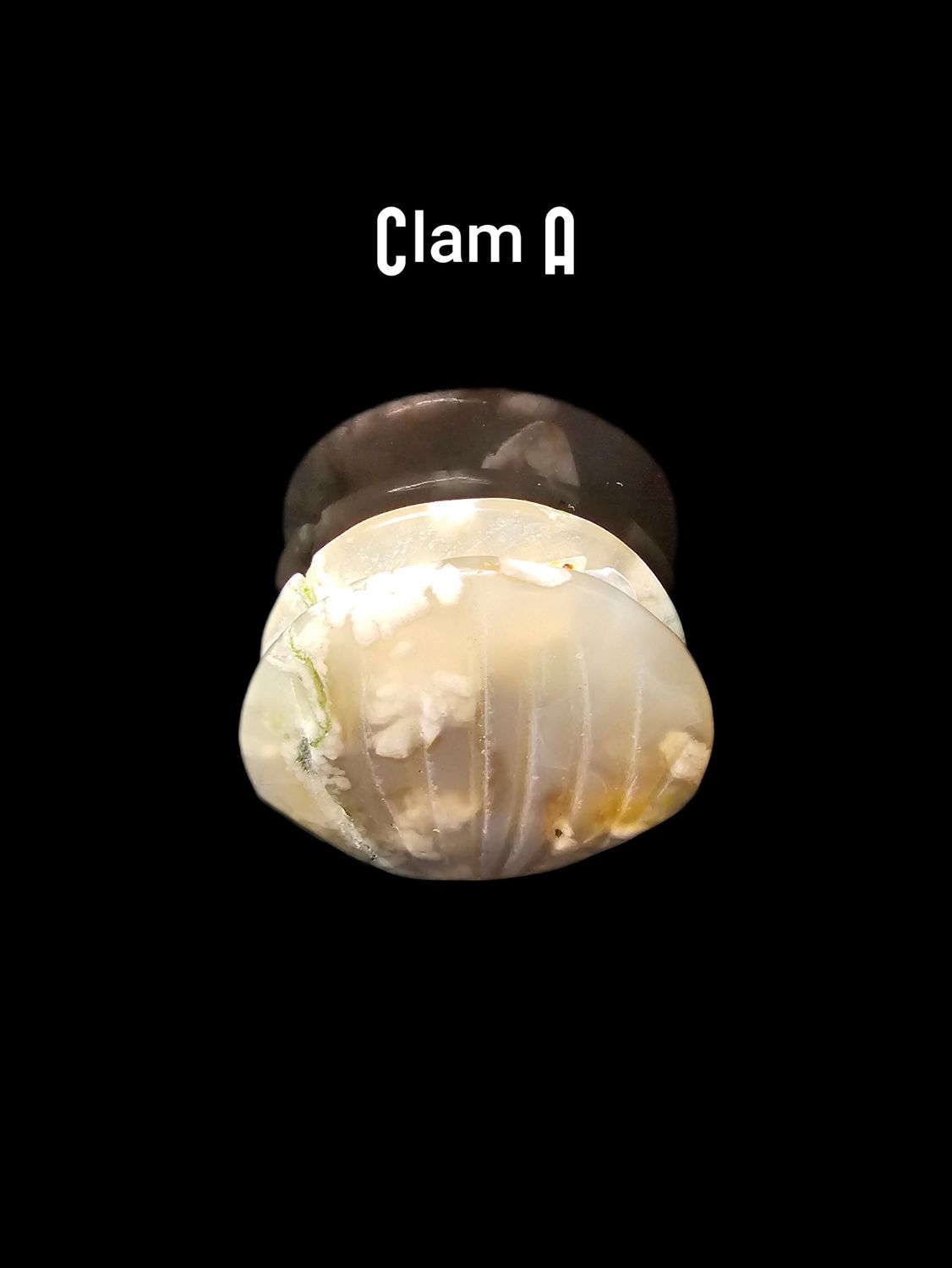 Flower Agate Clams