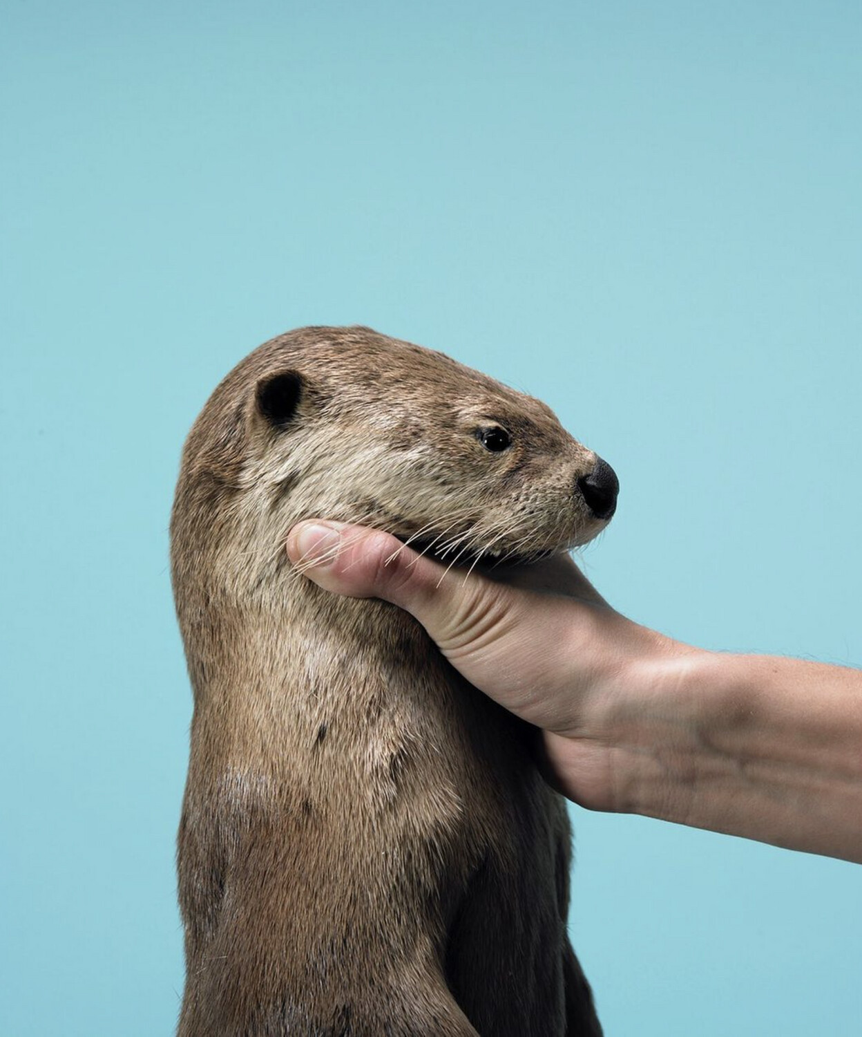 Andy Reynolds, Subject: Choking Otter
