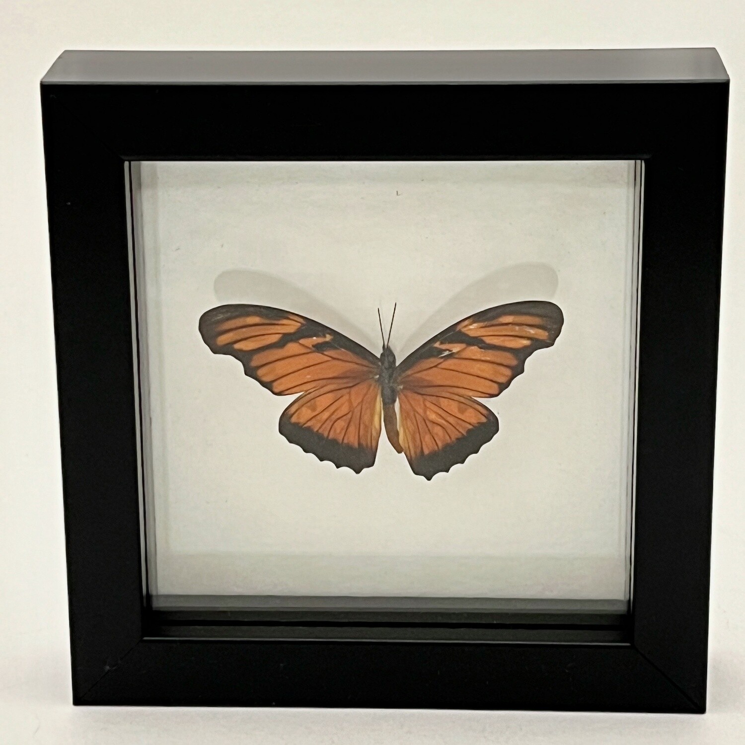 Small framed butterfly