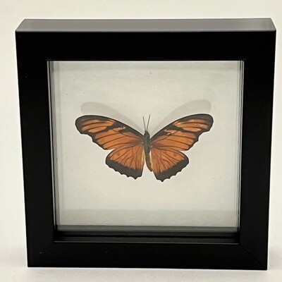 Small framed butterfly