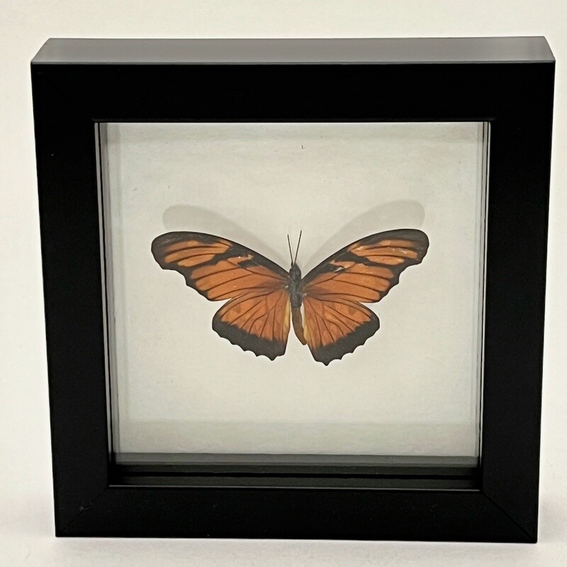 Small framed butterfly