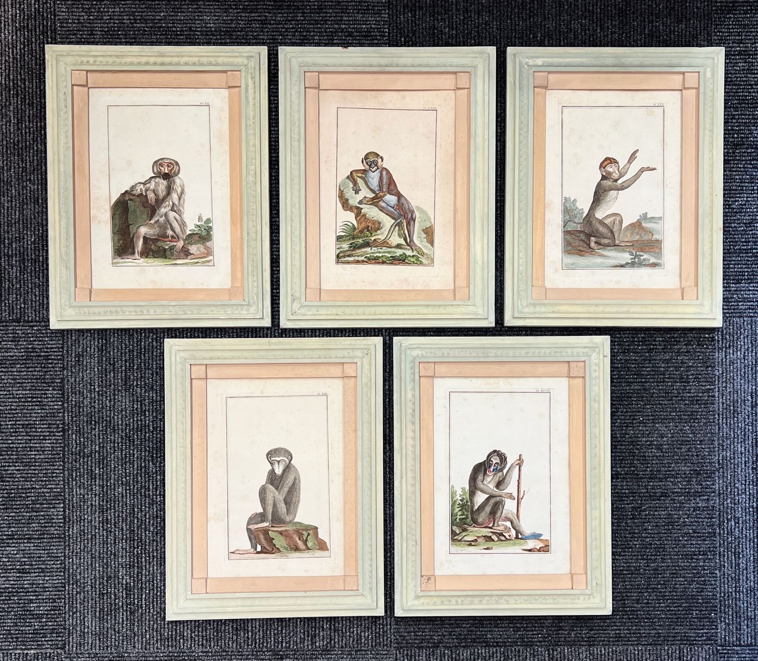 Pierre Joseph Buchoz monkey engravings 1782 France