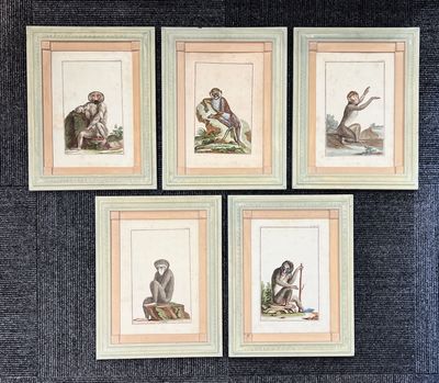 Pierre Joseph Buchoz monkey engravings 1782 France