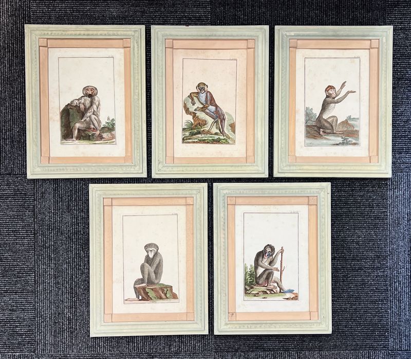 Pierre Joseph Buchoz monkey engravings 1782 France