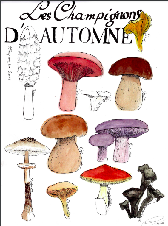 ​Edible mushrooms of autumn