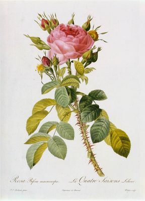 Rosa bifera macrocarpa, Pierre-Joseph Redouté (1811) Rosa bifera macrocarpa, Pierre-Joseph Redouté (1811)