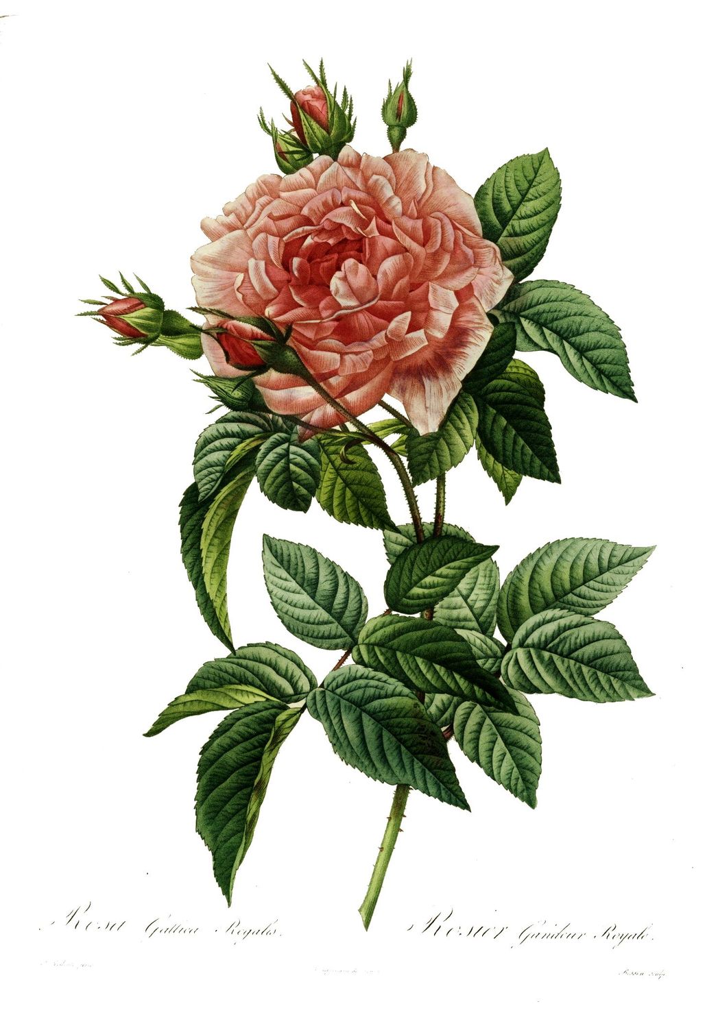 Rosa gallica regalis, Pierre-Joseph Redouté (1824)