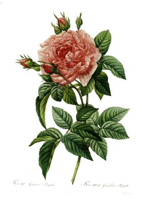 Rosa gallica regalis, Pierre-Joseph Redouté (1824) Rosa gallica regalis, Pierre-Joseph Redouté (1824)