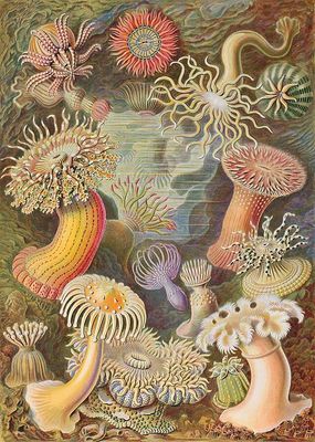 Ernst Haeckel Ernst Haeckel