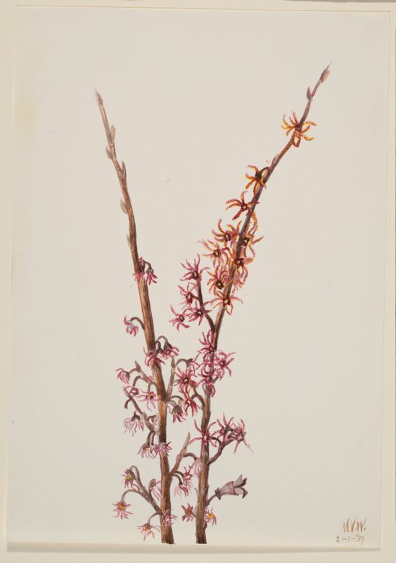 Aquarelle Botanique : Bourgeons de Printemps (1939)