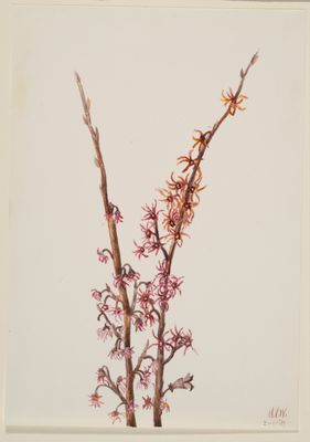 Aquarelle Botanique : Bourgeons de Printemps (1939)