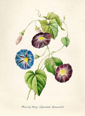 ​Affiche Botanique : Ipomée "Morning Glory"