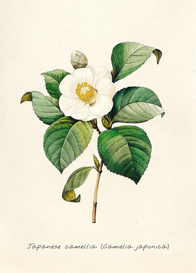 Affiche Botanique : Camélia du Japon (Camellia japonica)