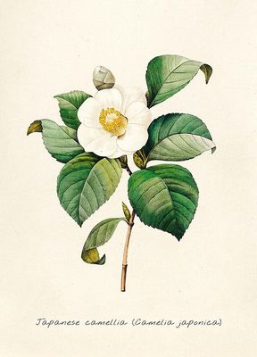 Affiche Botanique : Camélia du Japon (Camellia japonica) Affiche Botanique : Camélia du Japon (Camellia japonica)