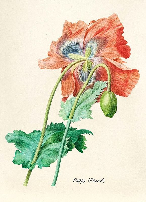 Affiche Botanique : Pavot Coquelicot (Poppy)