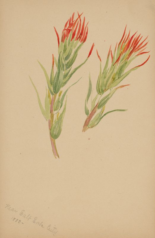 Étude Botanique : Pinceau Indien (Indian Paintbrush)