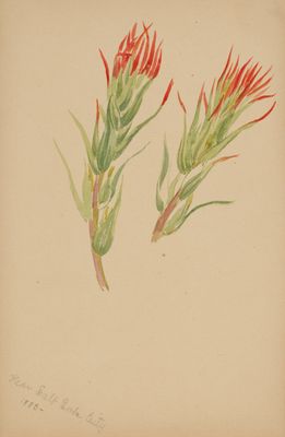 Étude Botanique : Pinceau Indien (Indian Paintbrush) Étude Botanique : Pinceau Indien (Indian Paintbrush)