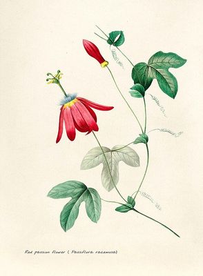 Illustration Botanique : Passiflore Rouge (Red Passion Flower)