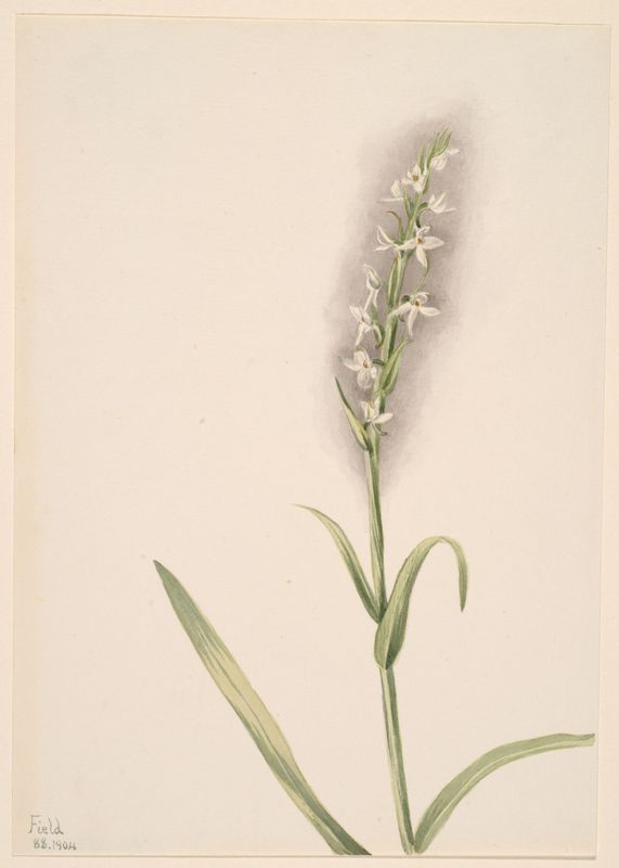 Étude Botanique : Orchidée Sauvage (Ladies' Tresses)
