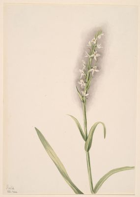 Étude Botanique : Orchidée Sauvage (Ladies' Tresses)