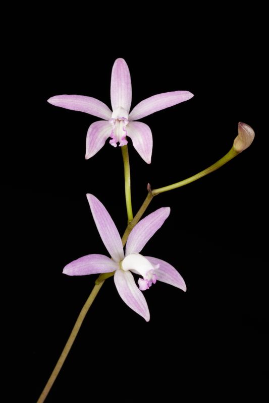 Orchidée Éthérée sur Fond Noir