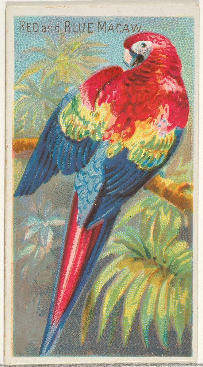 Ara Rouge et Bleu (1889)