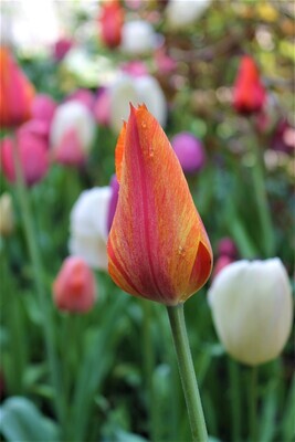 Tulip, Crystal Hermitage (8 x 10 Print)