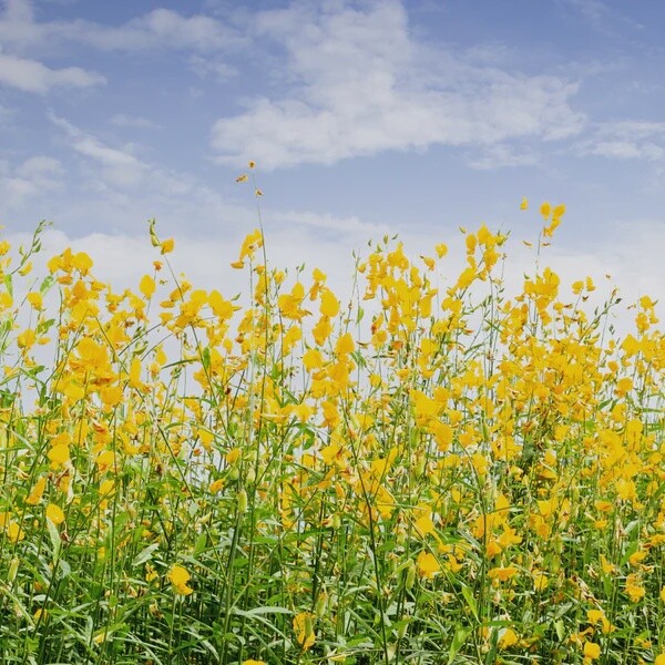 Sun Hemp