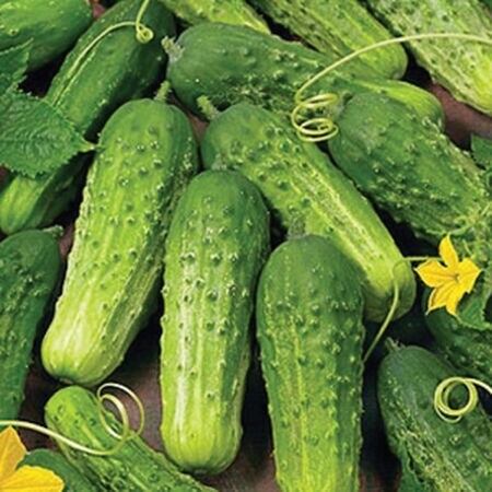 Boston Pickling Cucumber, Size: 2LB