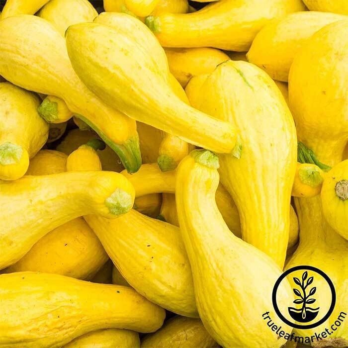 Golden Summer Squash, Size: 1LB