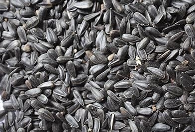 Black Oil Sunflower Seeds