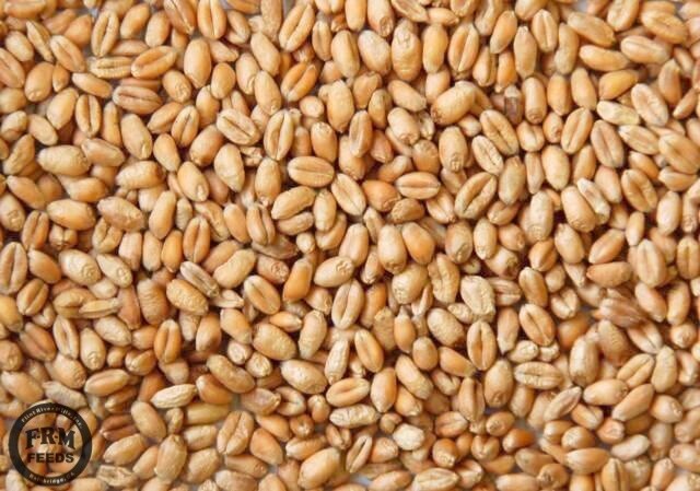 Feed Wheat