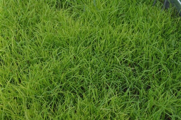 CERT TIFT 9 BAHIA GRASS 40LB
