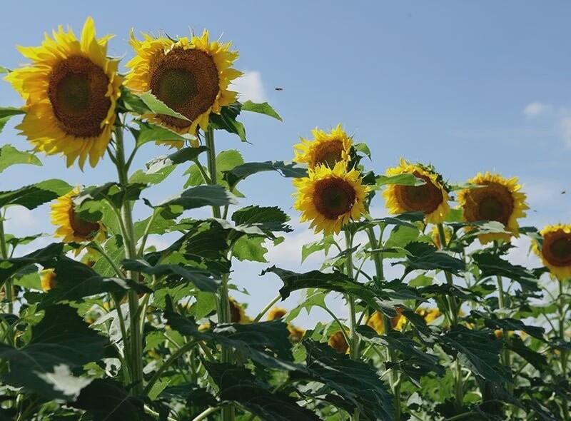 Clearfield Lonesome Dove Sunflower Seeds