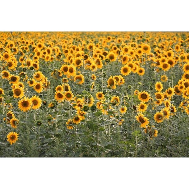 Peredovick Sunflower Seed, Size: 50LB