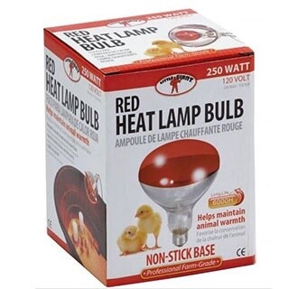 Red Heat Lamp Bulb 250 Watt