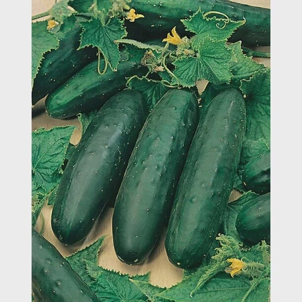 MARKETMORE 76 CUCUMBERS (Long Green), Size: 1LB