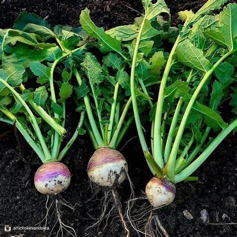 Purple Top Turnips, Size: 50LB