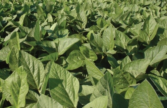 Osage/Stonewall/Hutchinson Soybean Seed