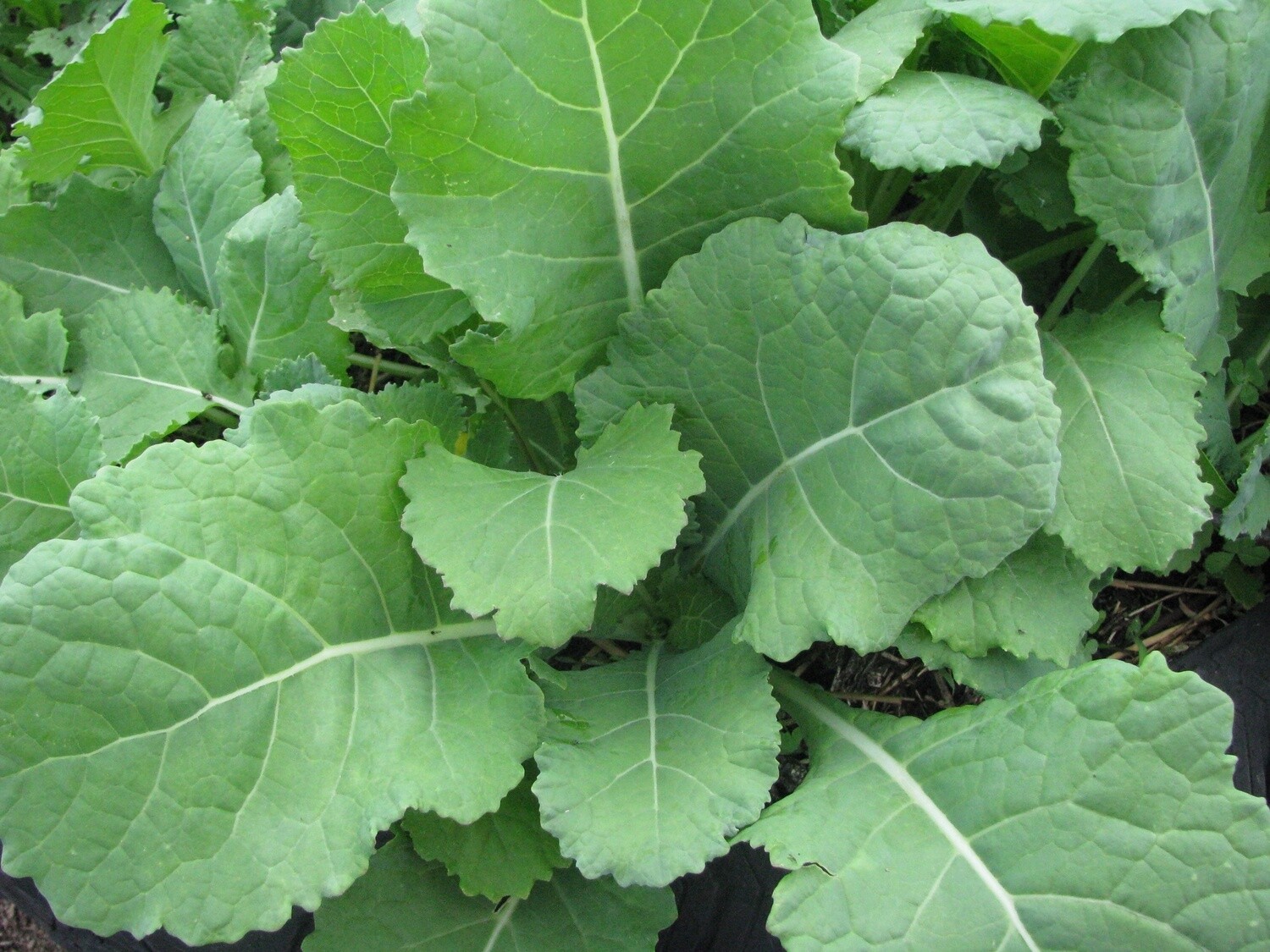 Georgia Collards, Size: 5LB