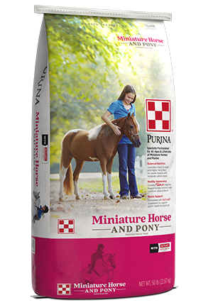 Miniature Horse &amp; Pony