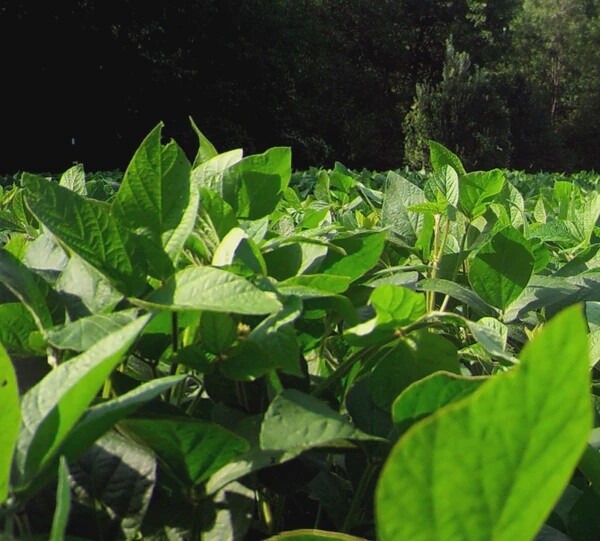 GT Buck Beans